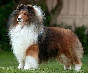 BIS-S GCH CH (AKC) PaRay's Preferential